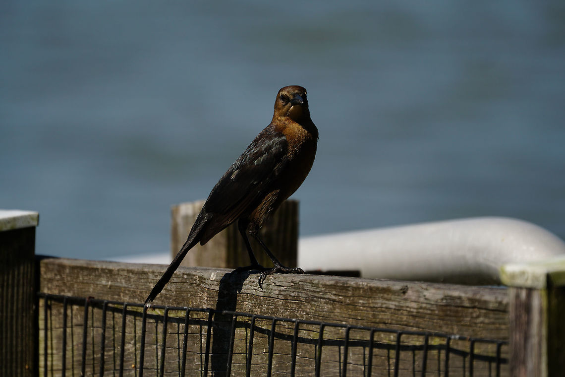 Boat-tailed Grackle (Quiscalus major) Female watching with interest as all the males hop around trying to show off. Adult,Animal,Bird,Boat-tailed Grackle,Female,Florida,Geotagged,Grackle,Icteridae,Lake Apopka,Nature,Oakland Nature Preserve,Orlando,Passeri,Passeriformes,Perching Bird,Quiscalus,Quiscalus major,Songbird,United States