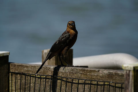 Boat-tailed Grackle (Quiscalus major) Female watching with interest as all the males hop around trying to show off. Adult,Animal,Bird,Boat-tailed Grackle,Female,Florida,Geotagged,Grackle,Icteridae,Lake Apopka,Nature,Oakland Nature Preserve,Orlando,Passeri,Passeriformes,Perching Bird,Quiscalus,Quiscalus major,Songbird,United States