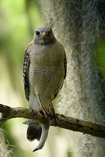Injured Eye  Accipitridae,Accipitriformes,Animal,Bird,Buteo,Buteo lineatus,Circle B Bar Reserve,Florida,Geotagged,Hawk,Lakeland,Nature,Red-shouldered Hawk,Spring,United States,United States of America,Vertebrate