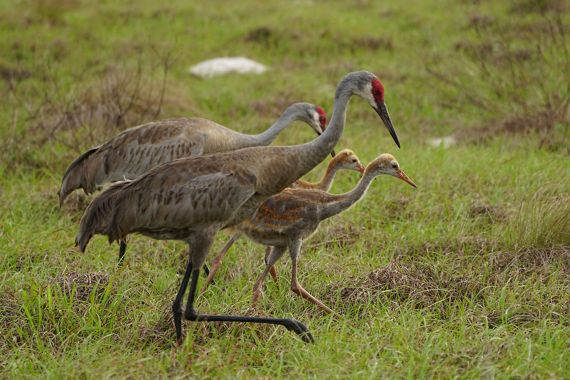 Sandhill Crane Family  Animal,Bird,Circle B Bar Reserve,Crane,Florida,Geotagged,Gruidae,Gruiformes,Grus,Grus canadensis,Lakeland,Nature,Sandhill Crane,Spring,United States,United States of America,Vertebrate