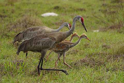 Sandhill Crane Family  Animal,Bird,Circle B Bar Reserve,Crane,Florida,Geotagged,Gruidae,Gruiformes,Grus,Grus canadensis,Lakeland,Nature,Sandhill Crane,Spring,United States,United States of America,Vertebrate