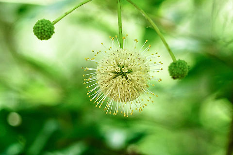 Buttonbush (Cephalanthus occidentalis)  Angiospermae,Buttonbush,Cephalanthus,Cephalanthus occidentalis,Florida,Flowering Plant,Gentianales,Geotagged,Kissimmee,Nature,Osceola County Environmental,Plant,Rubiaceae,Spring,United States,United States of America