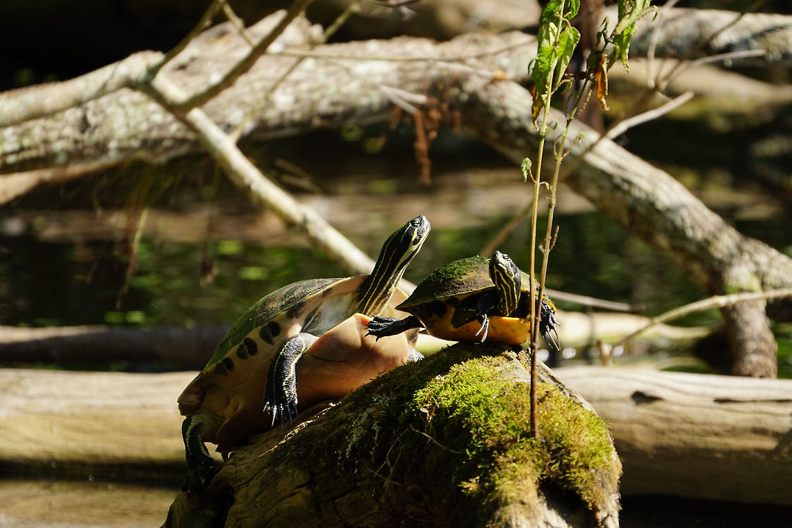 Peninsula cooters (Pseudemys peninsularis)  Animal,Cooter,Cryptodira,Emydidae,Florida,Geotagged,Kissimmee,Nature,Osceola County Environmental,Peninsula cooter,Pond Turtle,Pseudemys,Pseudemys peninsularis,Reptile,Spring,Testudines,Turtle,United States,United States of America,Vertebrate