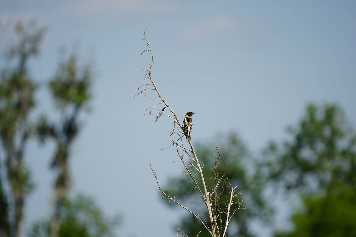 Bobolink (Dolichonyx oryzivorus)  Animal,Bird,Bobolink,Dolichonyx,Dolichonyx oryzivorus,Geotagged,Icteridae,Nature,Passeri,Passeriformes,Perching Bird,Songbird,Spring,United States,Vertebrate