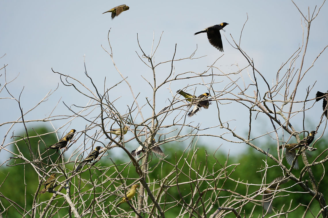 Bobolinks (Dolichonyx oryzivorus)  Animal,Bird,Bobolink,Dolichonyx,Dolichonyx oryzivorus,Geotagged,Icteridae,Nature,Passeri,Passeriformes,Perching Bird,Songbird,Spring,United States,Vertebrate