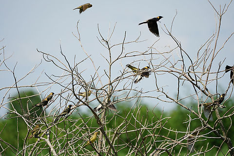 Bobolinks (Dolichonyx oryzivorus)  Animal,Bird,Bobolink,Dolichonyx,Dolichonyx oryzivorus,Geotagged,Icteridae,Nature,Passeri,Passeriformes,Perching Bird,Songbird,Spring,United States,Vertebrate