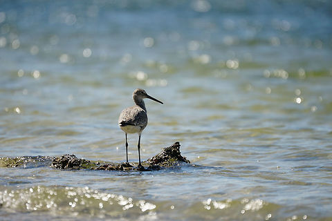 Willet (Tringa semipalmata)  Animal,Apollo Beach,Bird,Charadriiformes,Florida,Geotagged,Nature,Sandpiper,Scolopacidae,Spring,Tampa,Tringa,Tringa semipalmata,United States,United States of America,Vertebrate,Willet
