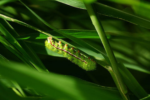 Io Moth Caterpillar (Automeris io)  Animal,Arthropod,Automeris,Automeris io,Caterpillar,Circle B Bar Reserve,Florida,Geotagged,Insect,Io moth,Lakeland,Lepidoptera,Moth,Nature,Saturniidae,Spring,United States,United States of America