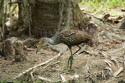 Limpkin (Aramus guarauna)  Animal,Aramidae,Aramus,Aramus guarauna,Bird,Circle B Bar Reserve,Florida,Geotagged,Gruiformes,Lakeland,Limpkin,Nature,Spring,United States,United States of America,Vertebrate