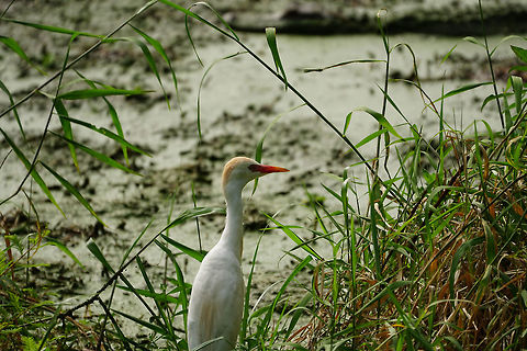 Cattle Egret (Bubulcus ibis)  Animal,Ardeidae,Bird,Bubulcus,Bubulcus ibis,Cattle egret,Circle B Bar Reserve,Florida,Geotagged,Heron,Lakeland,Nature,Pelecaniformes,Spring,United States,United States of America,Vertebrate