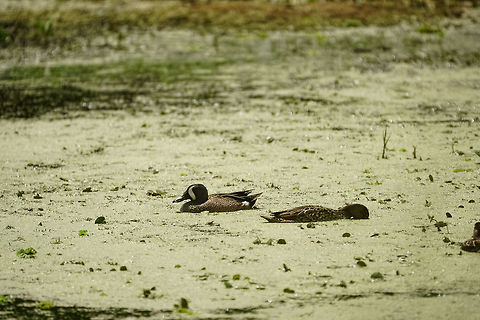 Blue-winged Teal (Anas discors)  Anas,Anas discors,Anatidae,Anatinae,Animal,Anseriformes,Bird,Blue-winged Teal,Blue-winged teal,Circle B Bar Reserve,Dabbling Duck,Duck,Florida,Geotagged,Lakeland,Nature,Spring,United States,United States of America,Vertebrate