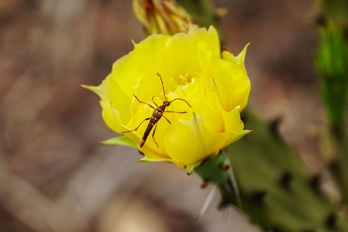 Strangalia strigosa on a cactus flower The cactus is a Opuntia austrina.<br />
Better view of the cactus: <figure class="photo"><a href="https://www.jungledragon.com/image/50615/flowering_cactus_opuntia_austrina.html" title="Flowering Cactus (Opuntia austrina)"><img src="https://s3.amazonaws.com/media.jungledragon.com/images/1559/50615_thumb.jpg?AWSAccessKeyId=05GMT0V3GWVNE7GGM1R2&Expires=1767225610&Signature=bbuA9htv4UV4d80u8NlHAnTvY4U%3D" width="200" height="134" alt="Flowering Cactus (Opuntia austrina) The beetle on the flower is a Strangalia strigosa.<br />
<br />
Closeup of the beetle: https://www.jungledragon.com/image/50614/strangalia_strigosa_on_a_cactus_flower.html Angiospermae,Animal,Arthropod,Beetle,Cactaceae,Cactus,Caryophyllales,Cerambycidae,Coleoptera,Florida,Flower,Flowering Plant,Geotagged,Insect,Longhorn beetle,Nature,Opuntia,Opuntia austrina,Opuntia humifusa,Opuntieae" /></a></figure> Angiospermae,Animal,Arthropod,Beetle,Cactaceae,Cactus,Caryophyllales,Cerambycidae,Coleoptera,Florida,Flower,Flower Longhorn Beetle,Flowering Plant,Insect,Longhorn beetle,Nature,Opuntia,Opuntia austrina,Opuntieae,Strangalia