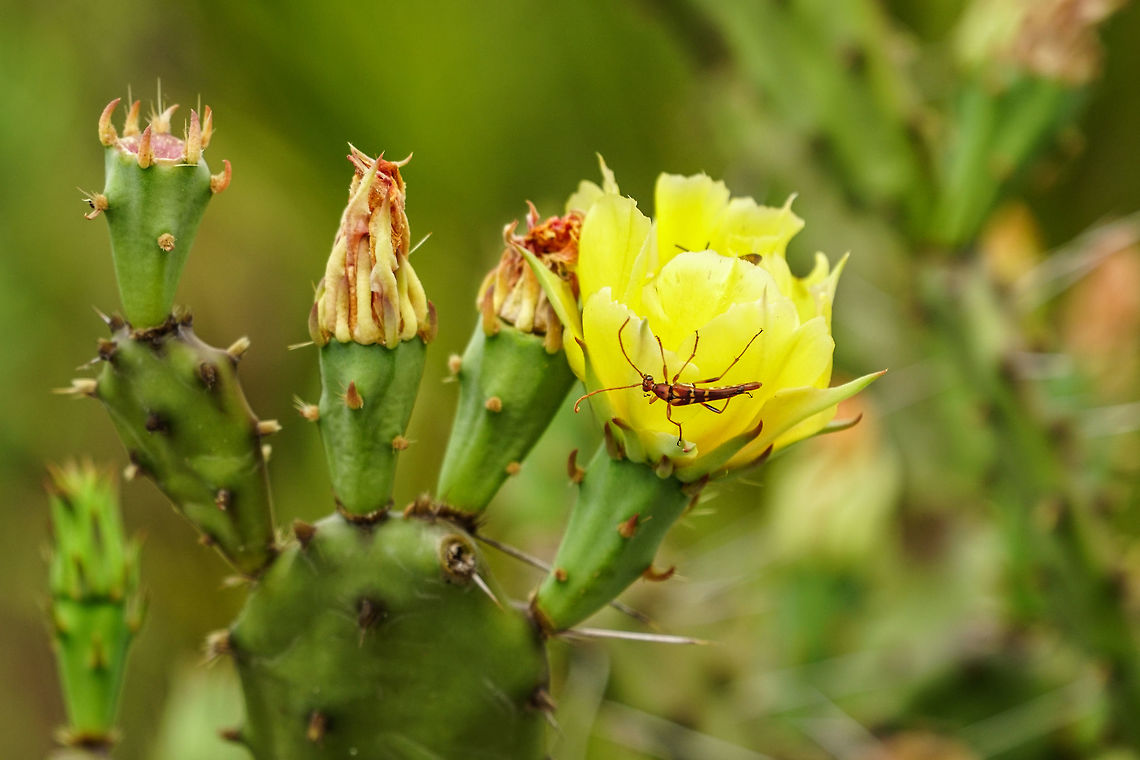 Flowering Cactus (Opuntia austrina) The beetle on the flower is a Strangalia strigosa.<br />
<br />
Closeup of the beetle: <figure class="photo"><a href="https://www.jungledragon.com/image/50614/strangalia_strigosa_on_a_cactus_flower.html" title="Strangalia strigosa on a cactus flower"><img src="https://s3.amazonaws.com/media.jungledragon.com/images/1559/50614_thumb.jpg?AWSAccessKeyId=05GMT0V3GWVNE7GGM1R2&Expires=1767225610&Signature=BfiGH0WcU5VzIv286d1bH7NpBlY%3D" width="200" height="134" alt="Strangalia strigosa on a cactus flower The cactus is a Opuntia austrina.<br />
Better view of the cactus: https://www.jungledragon.com/image/50615/flowering_cactus_opuntia_austrina.html Angiospermae,Animal,Arthropod,Beetle,Cactaceae,Cactus,Caryophyllales,Cerambycidae,Coleoptera,Florida,Flower,Flower Longhorn Beetle,Flowering Plant,Insect,Longhorn beetle,Nature,Opuntia,Opuntia austrina,Opuntieae,Strangalia" /></a></figure> Angiospermae,Animal,Arthropod,Beetle,Cactaceae,Cactus,Caryophyllales,Cerambycidae,Coleoptera,Florida,Flower,Flowering Plant,Geotagged,Insect,Longhorn beetle,Nature,Opuntia,Opuntia austrina,Opuntia humifusa,Opuntieae