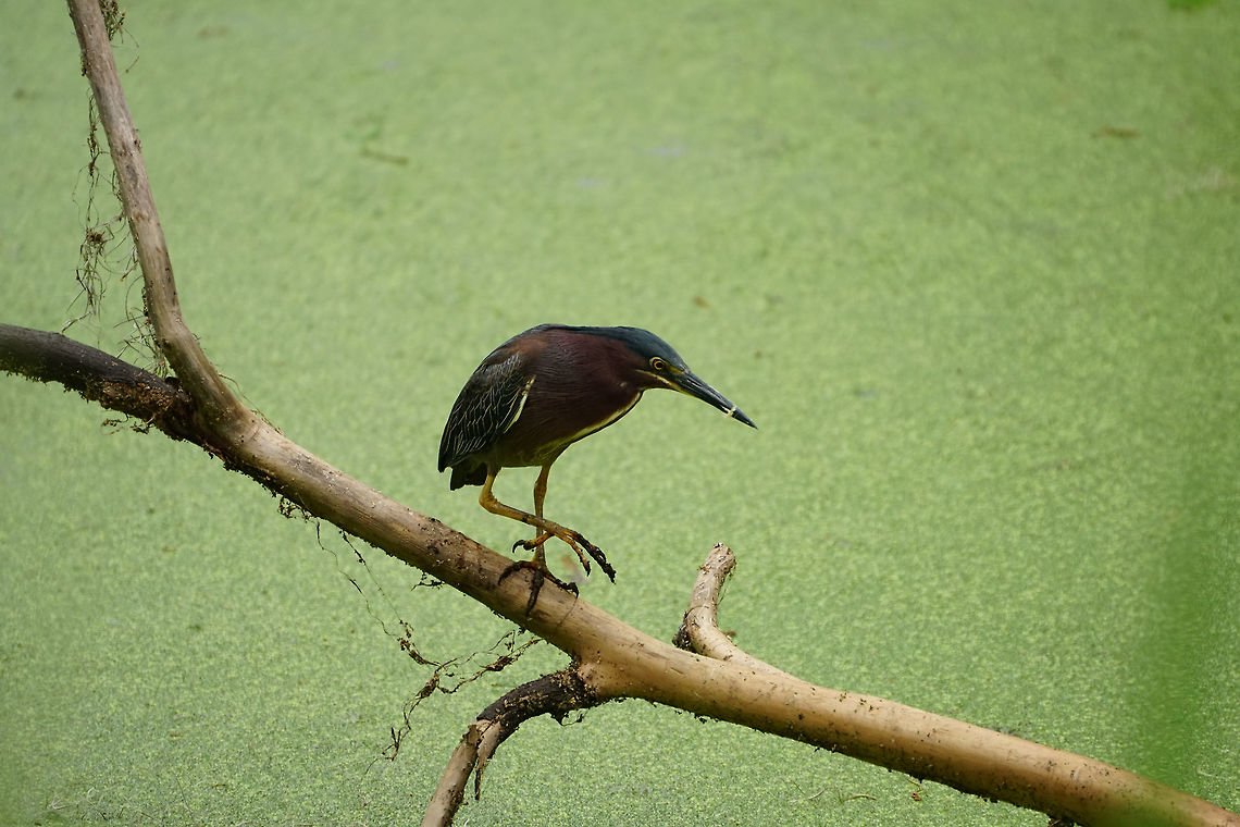 Green Heron (Butorides virescens)  Animal,Ardeidae,Bird,Butorides,Butorides virescens,Circle B Bar Reserve,Florida,Geotagged,Green Heron,Green heron,Heron,Lakeland,Nature,Pelecaniformes,Spring,United States,United States of America,Vertebrate