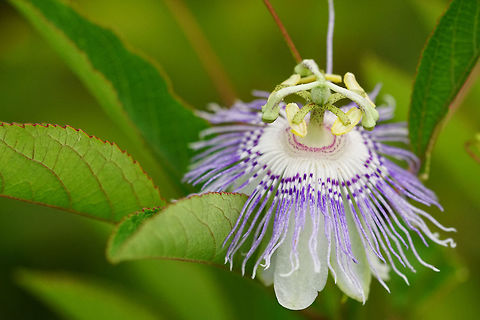 Purple Passion Flower (Passiflora incarnata)  Angiospermae,Flowering Plant,Geotagged,Malpighiales,Nature,Passiflora,Passiflora incarnata,Passifloraceae,Passion Flower,Plant,Purple passionflower,Spring,United States