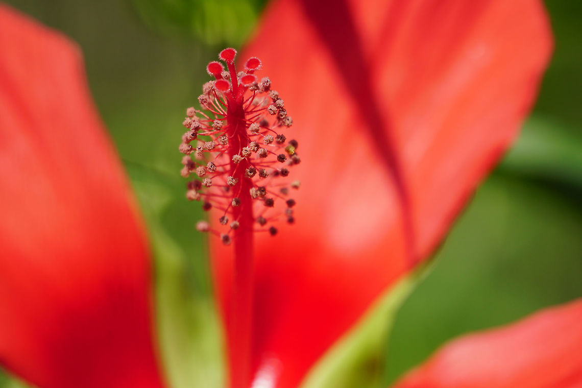 Scarlet Hibiscus (Hibiscus coccineus)  Angiospermae,Florida,Flowering Plant,Geotagged,Hibiscus,Hibiscus coccineus,Lake Apopka,Malvaceae,Malvales,Nature,Oakland Nature Preserve,Orlando,Plant,Scarlet hibiscus,Spring,United States,United States of America