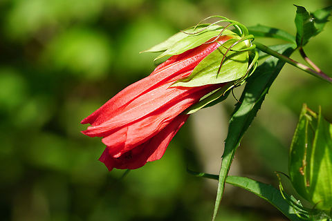 Scarlet Hibiscus (Hibiscus coccineus)  Angiospermae,Florida,Flowering Plant,Geotagged,Hibiscus,Hibiscus coccineus,Lake Apopka,Malvaceae,Malvales,Nature,Oakland Nature Preserve,Orlando,Plant,Scarlet hibiscus,Spring,United States,United States of America