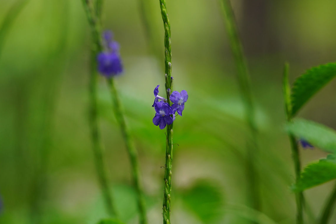 Blue porterweed (Stachytarpheta jamaicensis)  Angiospermae,Blue porterweed,Florida,Flower,Flowering Plant,Geotagged,Lamiales,Nature,Orlando,Plant,Stachytarpheta,Stachytarpheta jamaicensis,Summer,Tibet-Butler Nature Preserve,United States,United States of America,Verbenaceae