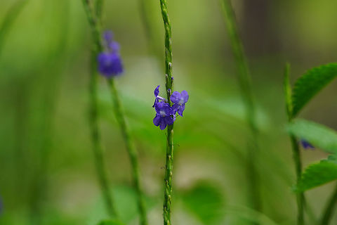 Blue porterweed (Stachytarpheta jamaicensis)  Angiospermae,Blue porterweed,Florida,Flower,Flowering Plant,Geotagged,Lamiales,Nature,Orlando,Plant,Stachytarpheta,Stachytarpheta jamaicensis,Summer,Tibet-Butler Nature Preserve,United States,United States of America,Verbenaceae