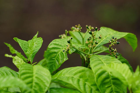 Wild coffee (Psychotria nervosa)  Angiospermae,Florida,Flowering Plant,Gentianales,Geotagged,Nature,Orlando,Plant,Psychotria,Psychotria nervosa,Rubiaceae,Summer,Tibet-Butler Nature Preserve,United States,United States of America,Wild coffee