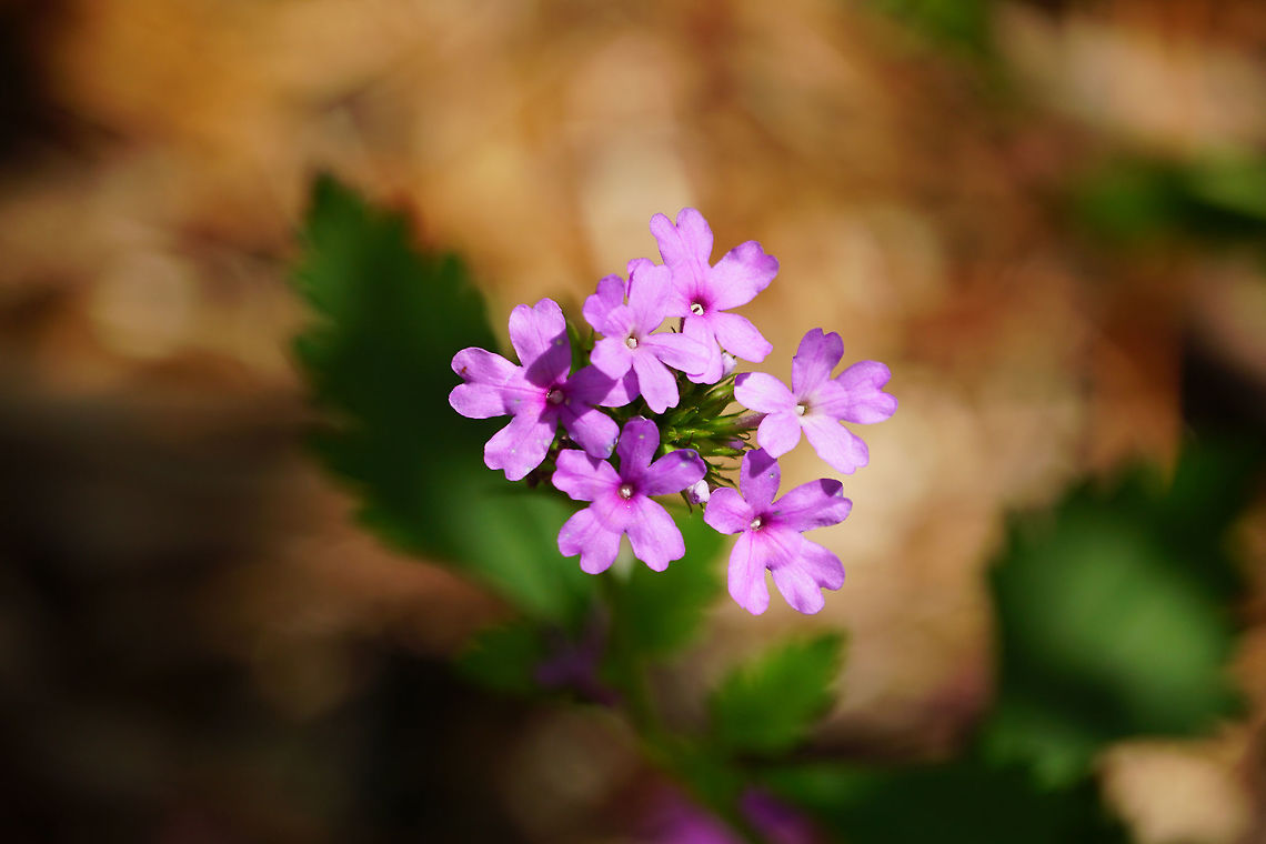 Glandularia sp. (probably)  Angiospermae,Florida,Flower,Flowering Plant,Geotagged,Lamiales,Nature,Orlando,Plant,Summer,Tibet-Butler Nature Preserve,United States,United States of America