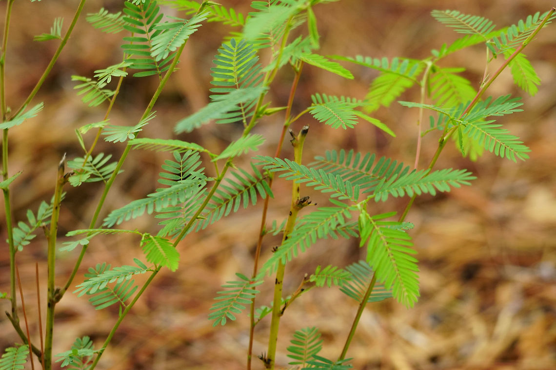 Partridge pea (Chamaecrista fasciculata)  Angiospermae,Chamaecrista,Chamaecrista fasciculata,Fabaceae,Fabales,Florida,Flowering Plant,Geotagged,Nature,Orlando,Partridge pea,Plant,Summer,Tibet-Butler Nature Preserve,United States,United States of America