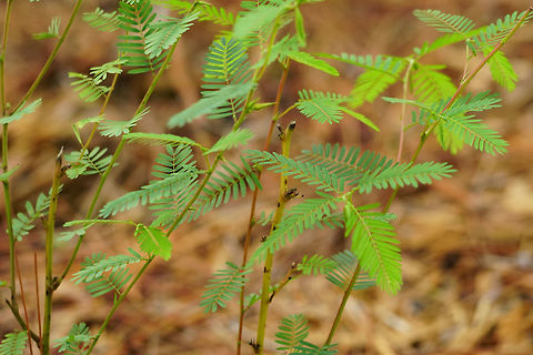 Partridge pea (Chamaecrista fasciculata)  Angiospermae,Chamaecrista,Chamaecrista fasciculata,Fabaceae,Fabales,Florida,Flowering Plant,Geotagged,Nature,Orlando,Partridge pea,Plant,Summer,Tibet-Butler Nature Preserve,United States,United States of America