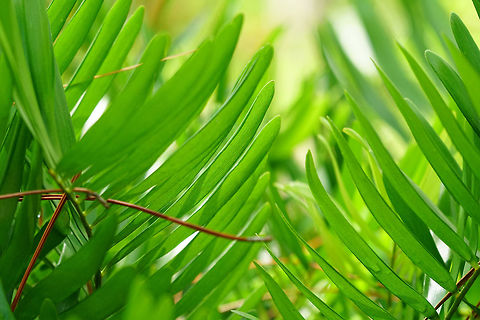 Coontie (Zamia pumila)  Coontie,Cycadales,Cycadophyta,Florida,Geotagged,Nature,Orlando,Plant,Summer,Tibet-Butler Nature Preserve,United States,United States of America,Zamia,Zamia pumila,Zamiaceae
