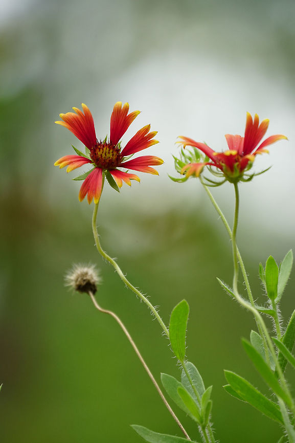 Blanket flower (Gaillardia pulchella)  Angiospermae,Asteraceae,Asterales,Asteroideae,Blanket flower,Firewheel,Florida,Flowering Plant,Gaillardia,Gaillardia pulchella,Geotagged,Helenieae,Nature,Orlando,Plant,Summer,Tibet-Butler Nature Preserve,United States,United States of America