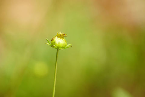 Coreopsis lanceolata flower bud  Angiospermae,Asteraceae,Asterales,Asteroideae,Coreopsideae,Coreopsis,Coreopsis lanceolata,Florida,Flowering Plant,Geotagged,Helianthodae,Nature,Orlando,Plant,Summer,Tibet-Butler Nature Preserve,United States,United States of America