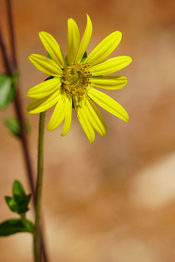 Starry rossinweed (Silphium asteriscus)  Angiospermae,Asteraceae,Asterales,Asteroideae,Florida,Flower,Flowering Plant,Geotagged,Heliantheae,Helianthodae,Nature,Orlando,Plant,Silphium,Silphium asteriscus,Starry rosinweed,Summer,Tibet-Butler Nature Preserve,United States,United States of America