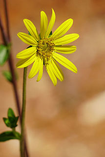 Starry rossinweed (Silphium asteriscus)  Angiospermae,Asteraceae,Asterales,Asteroideae,Florida,Flower,Flowering Plant,Geotagged,Heliantheae,Helianthodae,Nature,Orlando,Plant,Silphium,Silphium asteriscus,Starry rosinweed,Summer,Tibet-Butler Nature Preserve,United States,United States of America