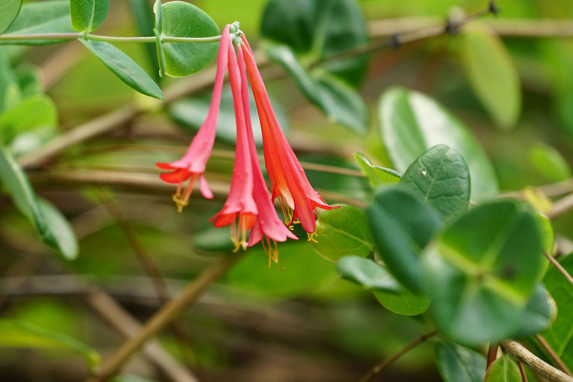 Coral honeysuckle (Lonicera sempervirens)  Angiospermae,Caprifoliaceae,Coral honeysuckle,Dipsacales,Florida,Flower,Flowering Plant,Geotagged,Honeysuckle,Lonicera,Lonicera sempervirens,Nature,Orlando,Plant,Summer,Tibet-Butler Nature Preserve,United States,United States of America