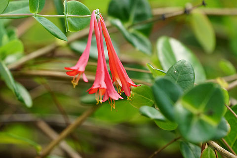 Coral honeysuckle (Lonicera sempervirens)  Angiospermae,Caprifoliaceae,Coral honeysuckle,Dipsacales,Florida,Flower,Flowering Plant,Geotagged,Honeysuckle,Lonicera,Lonicera sempervirens,Nature,Orlando,Plant,Summer,Tibet-Butler Nature Preserve,United States,United States of America