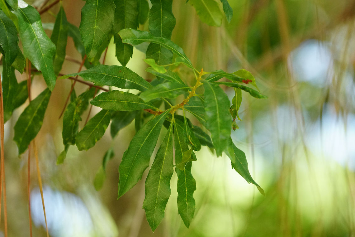 Southern wax myrtle (Myrica cerifera)  Angiospermae,Fagales,Florida,Flowering Plant,Geotagged,Myrica,Myrica cerifera,Myricaceae,Nature,Orlando,Plant,Southern wax myrtle,Summer,Tibet-Butler Nature Preserve,United States,United States of America
