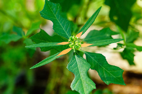 Painted leaf (Euphorbia cyathophora) Single stem plant growing along coastal areas . The first plant I found I could not separate the flower petals from the leaf and wasn&rsquo;t sure why. It really looks like painted onto the leaf. After a while I found more and many had the petals separated from the leaf.
It is native to the tropical areas of North America and South America . Introduced to Australia and is declared a weed along much of Australias east coast. Angiospermae,Euphorbia,Euphorbia cyathophora,Euphorbiaceae,Euphorbieae,Florida,Flowering Plant,Geotagged,Lake Apopka,Malpighiales,Nature,Oakland Nature Preserve,Orlando,Painted Leaf,Plant,Spurge,Summer,United States,United States of America