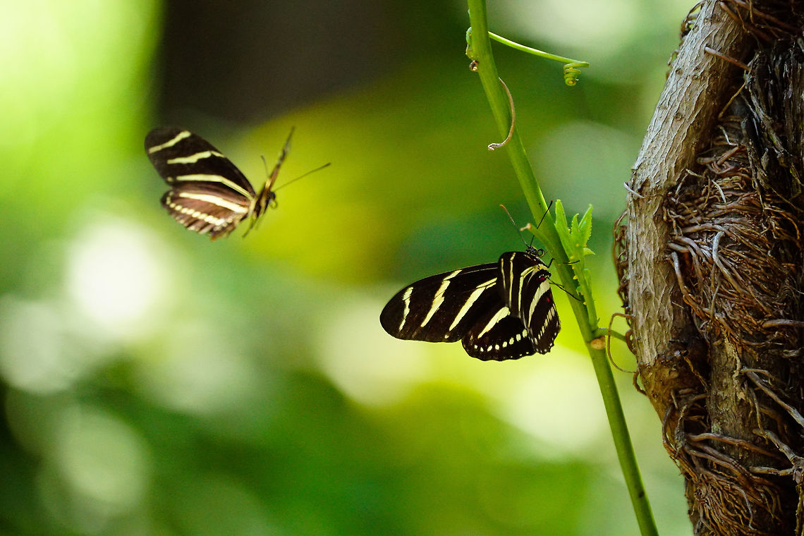 Zebra Longwing (Heliconius charithonia)  Animal,Arthropod,Butterfly,Florida,Geotagged,Heliconius,Heliconius charithonia,Insect,Lake Apopka,Lepidoptera,Nature,Nymphalidae,Oakland Nature Preserve,Orlando,Summer,United States,United States of America,Zebra Longwing,Zebra longwing