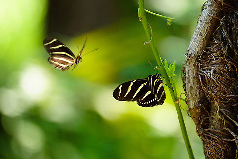 Zebra Longwing (Heliconius charithonia)  Animal,Arthropod,Butterfly,Florida,Geotagged,Heliconius,Heliconius charithonia,Insect,Lake Apopka,Lepidoptera,Nature,Nymphalidae,Oakland Nature Preserve,Orlando,Summer,United States,United States of America,Zebra Longwing,Zebra longwing