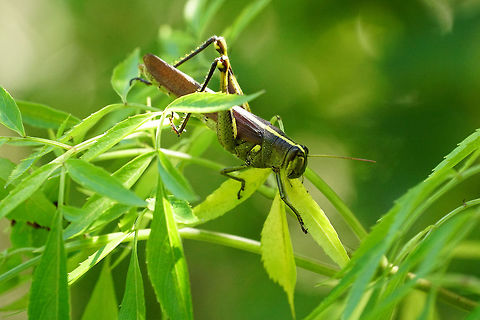 Obscure bird grasshopper (Schistocerca obscura)  Acrididae,Animal,Arthropod,Bird Grasshopper,Caelifera,Cyrtacanthacridinae,Geotagged,Grasshopper,Insect,Nature,Obscure Bird Grasshopper,Obscure bird grasshopper,Orthoptera,Schistocerca,Schistocerca obscura,Summer,United States