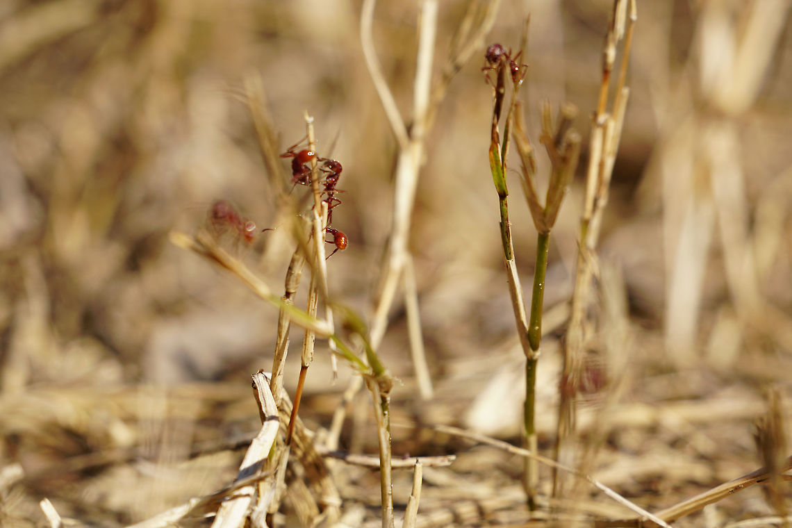Florida Harvester Ants (Pogonomyrmex badius)  Animal,Ant,Apocrita,Arthropod,Florida,Florida harvester ant,Formicidae,Geotagged,Hymenoptera,Insect,Lake Apopka,Myrmicinae,Nature,Oakland Nature Preserve,Orlando,Pogonomyrmecini,Pogonomyrmex,Pogonomyrmex badius,Summer,United States
