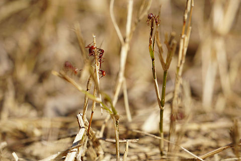 Florida Harvester Ants (Pogonomyrmex badius)  Animal,Ant,Apocrita,Arthropod,Florida,Florida harvester ant,Formicidae,Geotagged,Hymenoptera,Insect,Lake Apopka,Myrmicinae,Nature,Oakland Nature Preserve,Orlando,Pogonomyrmecini,Pogonomyrmex,Pogonomyrmex badius,Summer,United States
