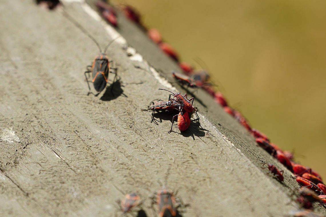 Boxelder bugs (Boisea trivittata)  Animal,Arthropod,Boisea,Boisea trivittata,Boxelder bug,Fall,Geotagged,Hemiptera,Insect,Nature,Rhopalidae,True Bug,United States