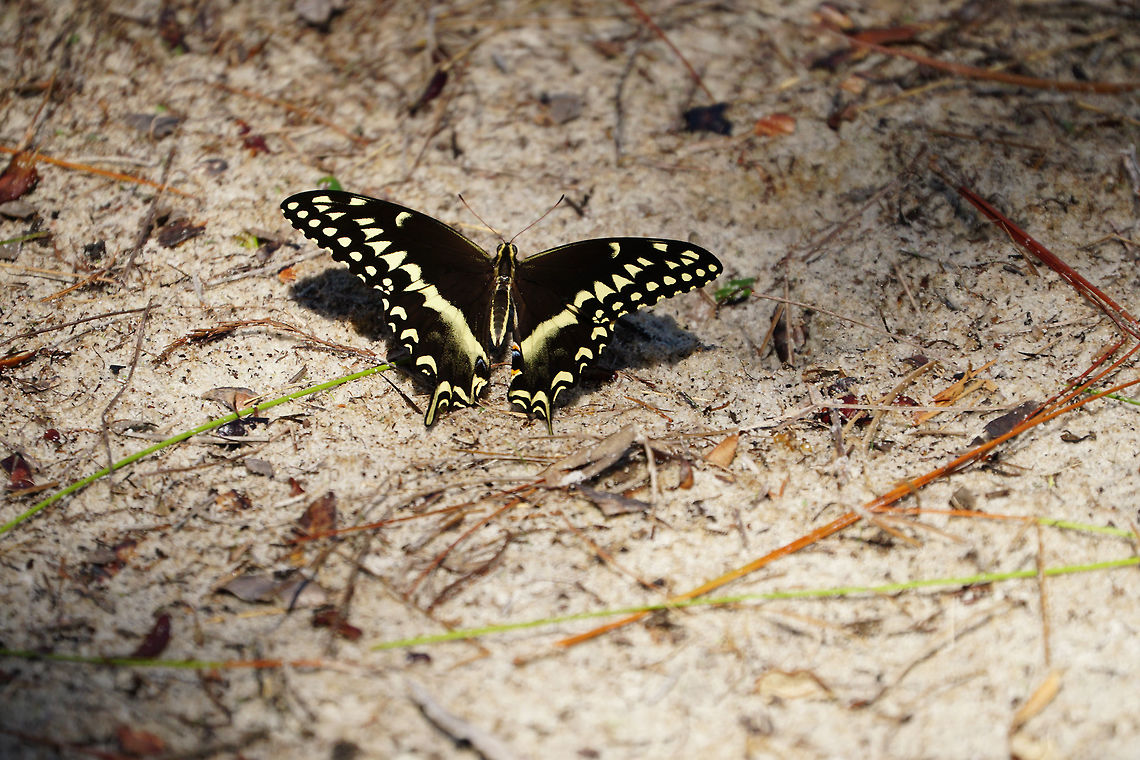 Palamedes Swallowtail (Papilio palamedes)  Animal,Arthropod,Butterfly,Fall,Florida,Geotagged,Insect,Lake Marion Creek Wildlife Management Area,Lepidoptera,Nature,Palamedes Swallowtail,Palamedes swallowtail,Papilio,Papilio palamedes,Papilionidae,Polk County,Snell Creek Trail,Swallowtail butterfly,United States,United States of America