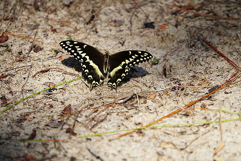 Palamedes Swallowtail (Papilio palamedes)  Animal,Arthropod,Butterfly,Fall,Florida,Geotagged,Insect,Lake Marion Creek Wildlife Management Area,Lepidoptera,Nature,Palamedes Swallowtail,Palamedes swallowtail,Papilio,Papilio palamedes,Papilionidae,Polk County,Snell Creek Trail,Swallowtail butterfly,United States,United States of America