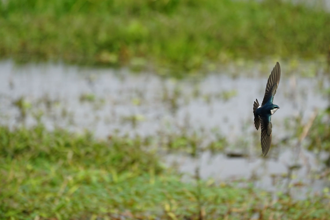 Tree Swallow (Tachycineta bicolor)  Animal,Bird,Circle B Bar Reserve,Florida,Geotagged,Hirundinidae,Lakeland,Nature,Passeri,Passeriformes,Perching Bird,Polk County,Songbird,Swallow,Tachycineta,Tachycineta bicolor,Tree Swallow,Tree swallow,United States,United States of America