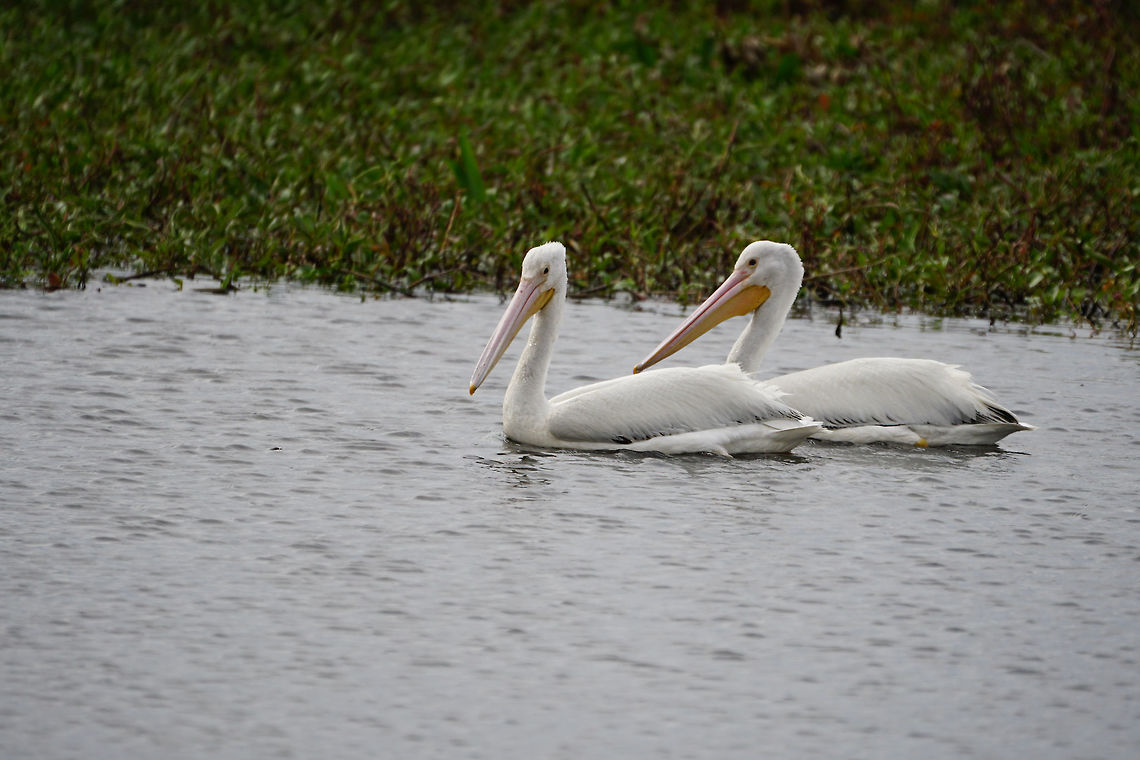 American White Pelican (Pelecanus erythrorhynchos)  American White Pelican,Animal,Bird,Circle B Bar Reserve,Florida,Geotagged,Lakeland,Nature,Pelecanidae,Pelecaniformes,Pelecanus,Pelecanus erythrorhynchos,Pelican,Polk County,United States,United States of America,Vertebrate,Winter
