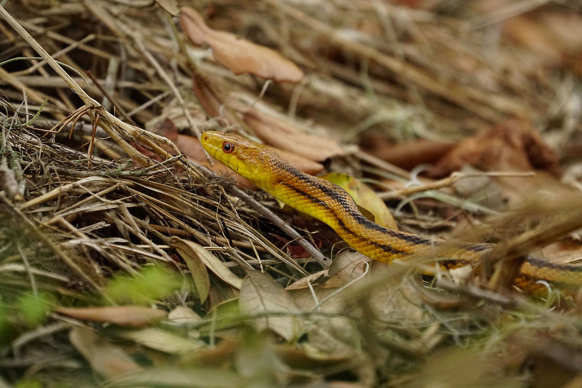 Yellow Rat Snake (Pantherophis alleghaniensis quadrivittata)  Animal,Circle B Bar Reserve,Colubridae,Colubrinae,Eastern Rat Snake,Eastern ratsnake,Florida,Lakeland,Nature,Pantherophis,Pantherophis alleghaniensis,Pantherophis alleghaniensis quadrivittata,Polk County,Reptile,Scaled Reptile,Serpentes,Snake,Squamata,United States,United States of America