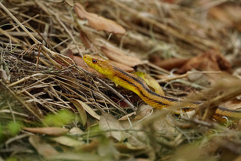 Yellow Rat Snake (Pantherophis alleghaniensis quadrivittata)  Animal,Circle B Bar Reserve,Colubridae,Colubrinae,Eastern Rat Snake,Eastern ratsnake,Florida,Lakeland,Nature,Pantherophis,Pantherophis alleghaniensis,Pantherophis alleghaniensis quadrivittata,Polk County,Reptile,Scaled Reptile,Serpentes,Snake,Squamata,United States,United States of America
