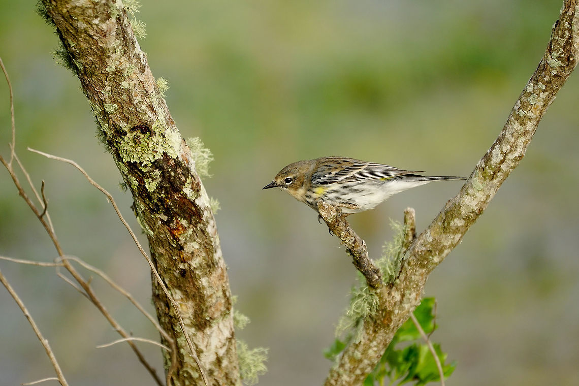 Yellow-rumped Warbler (Setophaga coronata)  Animal,Bird,Circle B Bar Reserve,Florida,Geotagged,Lakeland,Nature,New World Warbler,Parulidae,Passeri,Passeriformes,Perching Bird,Polk County,Setophaga,Setophaga coronata,Songbird,United States,United States of America,Vertebrate,Yellow-rumped Warbler