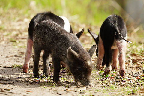 Feral piglets (Sus scrofa)  Animal,Artiodactyla,Circle B Bar Reserve,Even-toed ungulate,Feral Pig,Florida,Geotagged,Hog,Lakeland,Mammal,Nature,Pig,Polk County,Razorback,Suidae,Sus,Sus scrofa,United States,United States of America,Vertebrate